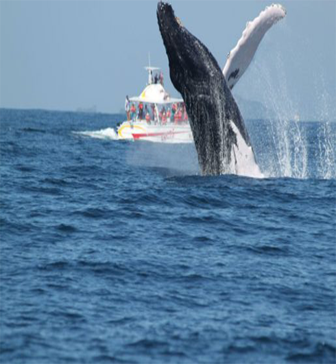 Ballenas Jorobada